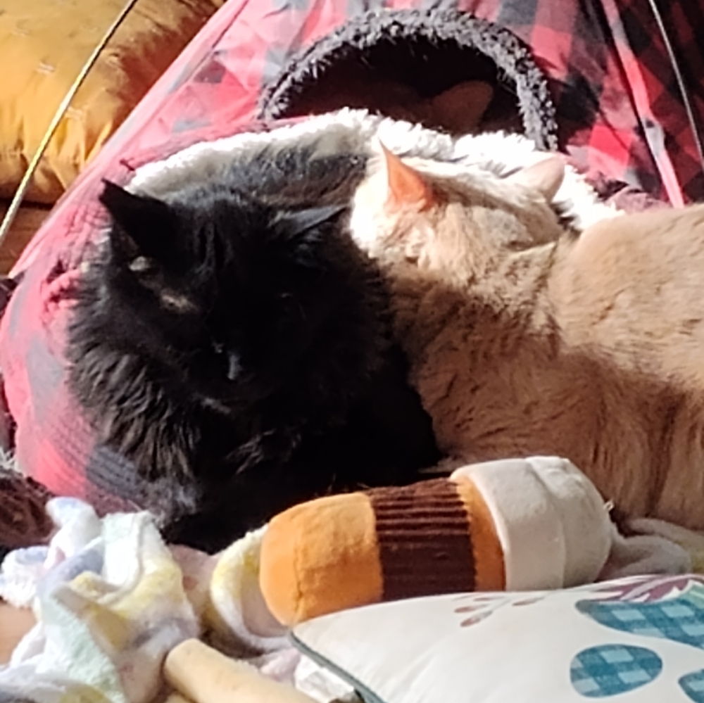 Meet The Rescues We Have - Picture 16 of 16